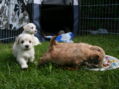 Bichon Havanais hvalpe hos Kennel Miki Nanoq